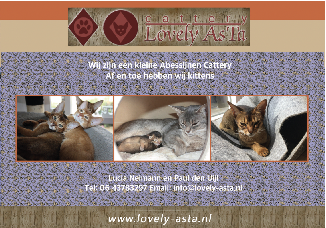 Cattery Lovely Asta